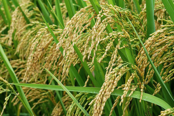 我们将不遗余力丰富公司产品，稳定产品品质